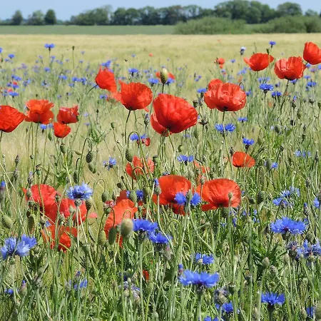 Zur Ostsee 3* 쾰핀제